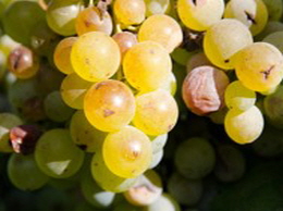 SEM으로 보는 곰팡이 균사의 정밀한 구조