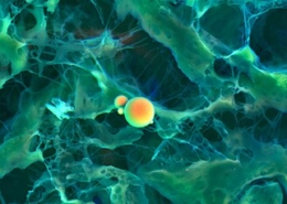 ImageJ=1.45s